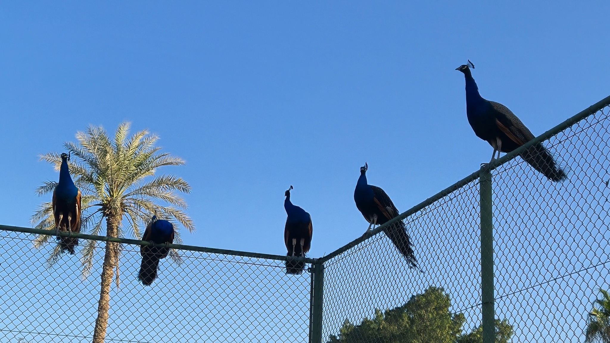 Peacocks at Desert Palm Racquet Club